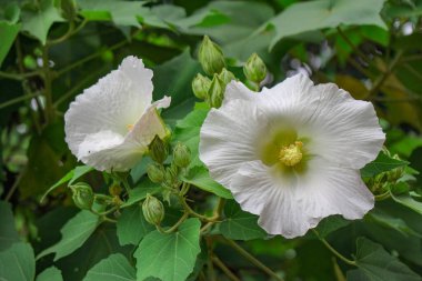 Büyük beyaz çiçek, güzel çiçek yeşili Yaz bahçesinden ayrılan çiçek arkaplan resmi