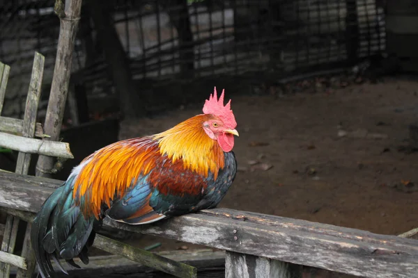 Härlig Röd Kyckling Vild Kyckling Chichen Asien Hane Red Junglefowl — Stockfoto