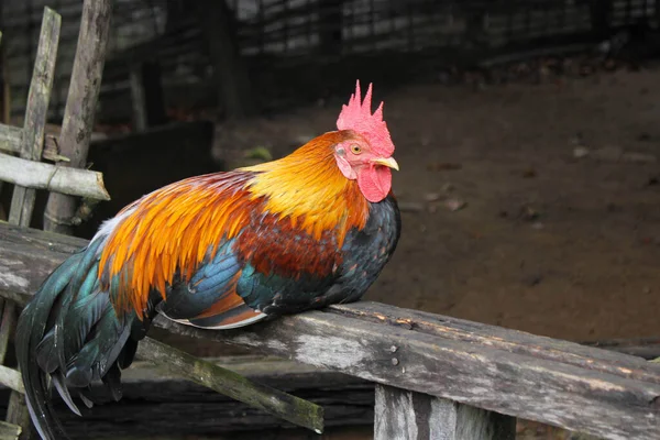 Piękny Czerwony Kurczak Dziki Kurczak Chichen Azji Mężczyzna Czerwony Dżungla — Zdjęcie stockowe