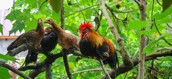 Beautyfull Ayam Merah Ayam Liar Ayam Asia Laki Laki Red — Stok Foto