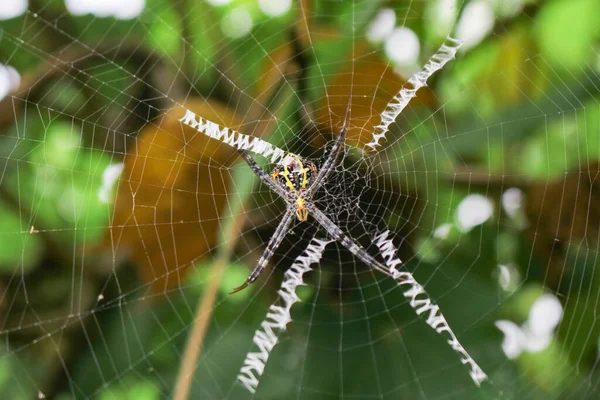 Örümcek Ağda Oturuyor Örümcek Asis Oturuyor — Stok fotoğraf