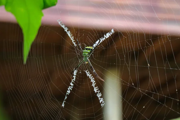 Πιο Beatyfull Αράχνη Spider Siting Net Αράχνη Asis — Φωτογραφία Αρχείου