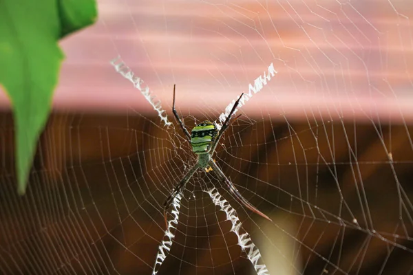 Πιο Beatyfull Αράχνη Spider Siting Net Αράχνη Asis — Φωτογραφία Αρχείου