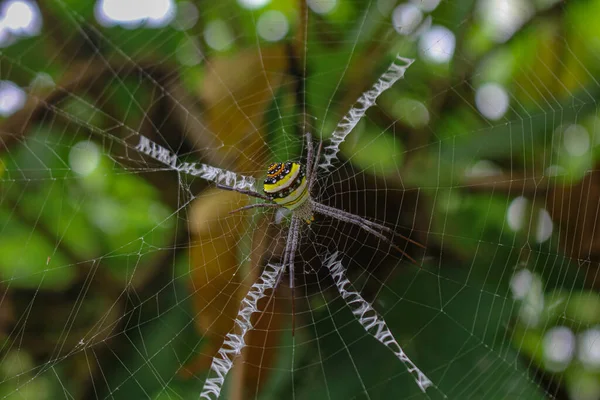 Aranha Mais Beatyfull Aranha Situada Rede Aranha Asis — Fotografia de Stock