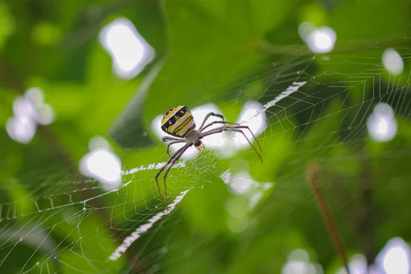 Most Beatyfull Spider Spider Siting Net Spider Asis — Stock Photo, Image