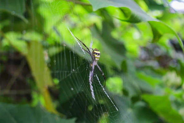 Πιο Beatyfull Αράχνη Spider Siting Net Αράχνη Asis — Φωτογραφία Αρχείου