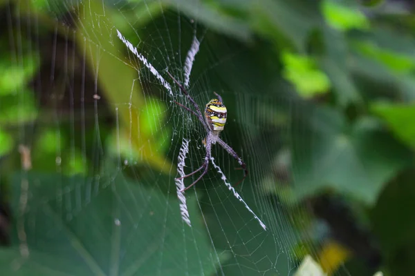 Aranha Mais Beatyfull Aranha Situada Rede Aranha Asis — Fotografia de Stock