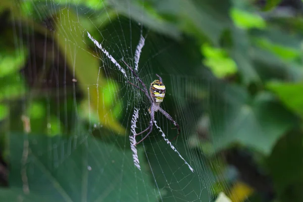 Πιο Beatyfull Αράχνη Spider Siting Net Αράχνη Asis — Φωτογραφία Αρχείου