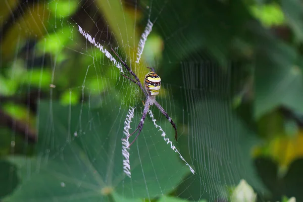 Πιο Beatyfull Αράχνη Spider Siting Net Αράχνη Asis — Φωτογραφία Αρχείου