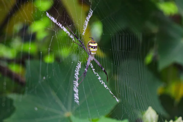 Ten Nejbeatyplnější Pavouk Pavouk Sedící Síti Pavouk Rozkladu — Stock fotografie