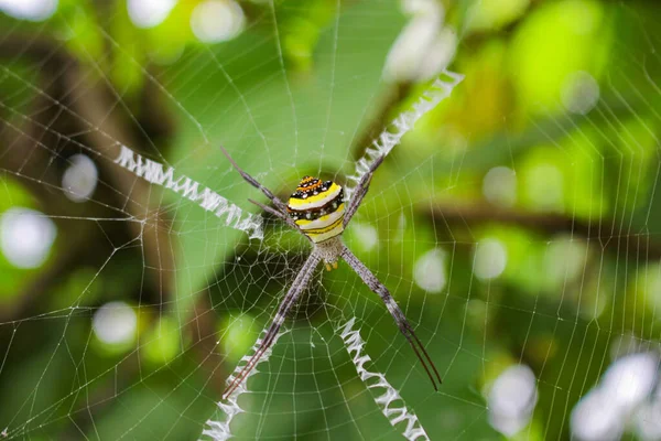 Πιο Beatyfull Αράχνη Spider Siting Net Αράχνη Asis — Φωτογραφία Αρχείου