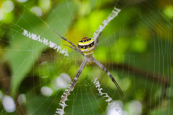 Πιο Beatyfull Αράχνη Spider Siting Net Αράχνη Asis — Φωτογραφία Αρχείου