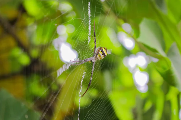 Örümcek ağda oturuyor, örümcek asis 'te oturuyor.