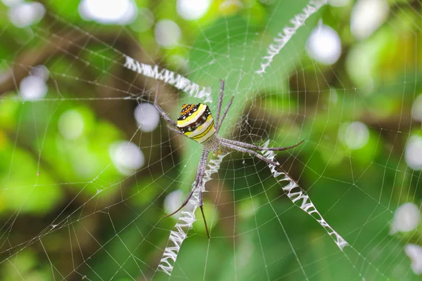 Πιο Beatyfull Αράχνη Spider Siting Net Αράχνη Asis — Φωτογραφία Αρχείου