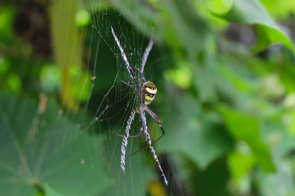 Ragno Più Beatyfull Spider Seduto Sulla Rete Ragno Asi — Foto Stock