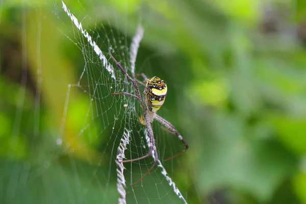 Most Beatyfull Spider Spider Siting Net Spider Asis — стоковое фото