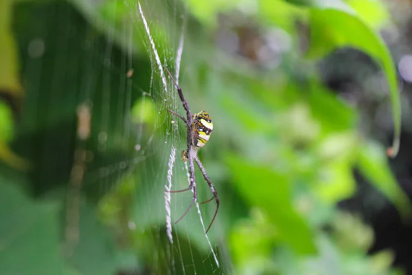 Πιο Beatyfull Αράχνη Spider Siting Net Αράχνη Asis — Φωτογραφία Αρχείου