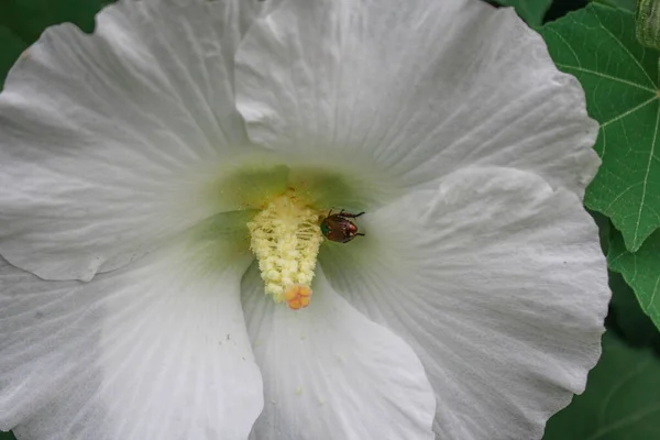 Big White Flower Beauty Flower Green Leave Summer Garden Flower — Stock Photo, Image