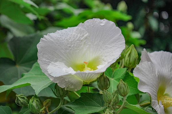 Big White Flower Beauty Flower Green Leave Summer Garden Flower — Stock Photo, Image