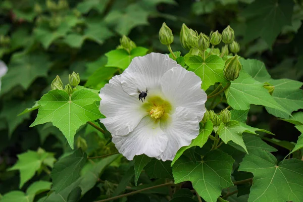 Big White Flower Beauty Flower Green Leave Summer Garden Flower — Stock Photo, Image