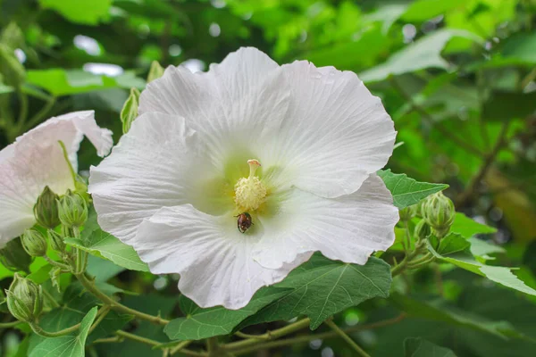 Velký Bílý Květ Krása Květ Zelená Dovolená Letní Zahrada Květina — Stock fotografie
