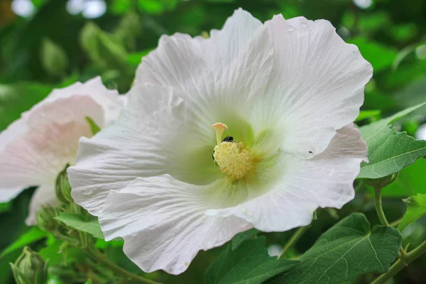 Big White Flower Beauty Flower Green Leave Summer Garden Flower — Stock Photo, Image