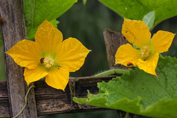 Gurkenblüte Und Blatt Garten Wachsendes Image Der Landwirtschaft — Stockfoto