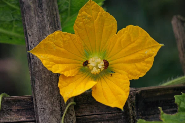 Fleurs Feuilles Concombre Dans Jardin Image Agriculture Croissante — Photo