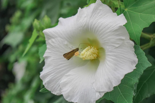 Bílá Květina Krása Motýl Motýl Bílém Pozadí Květin — Stock fotografie