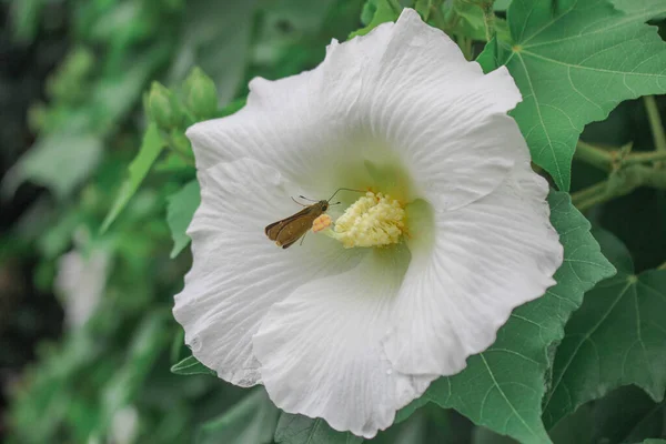Bílá Květina Krása Motýl Motýl Bílém Pozadí Květin — Stock fotografie