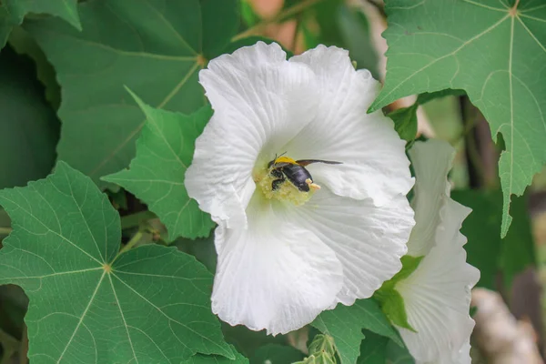 Белый Цветок Красота Бабочка Бабочка Белом Фоне — стоковое фото