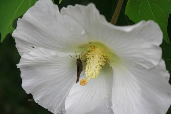 白い花と美しさ蝶 白い花の背景画像に蝶 — ストック写真