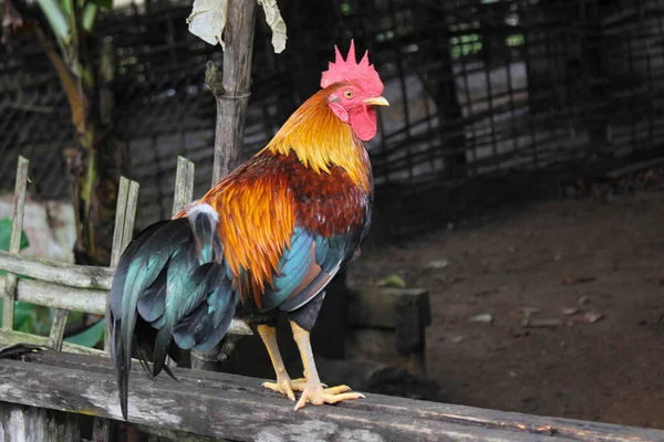 Piękny Czerwony Kurczak Dziki Kurczak Chichen Azji Mężczyzna Czerwony Dżungla Obrazek Stockowy