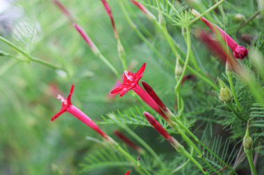 Güzel çiçek arkaplanı pembe çiçek yıldızı arka plan resmi 