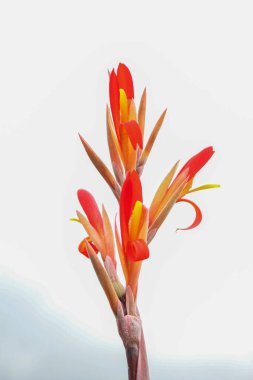 Beyaz arkaplanda kırmızı Canna çiçekleri izole