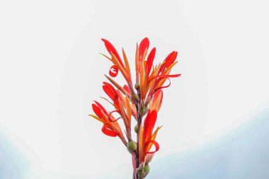 Beyaz arkaplanda kırmızı Canna çiçekleri izole