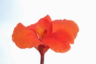 Beyaz arkaplanda kırmızı Canna çiçekleri izole