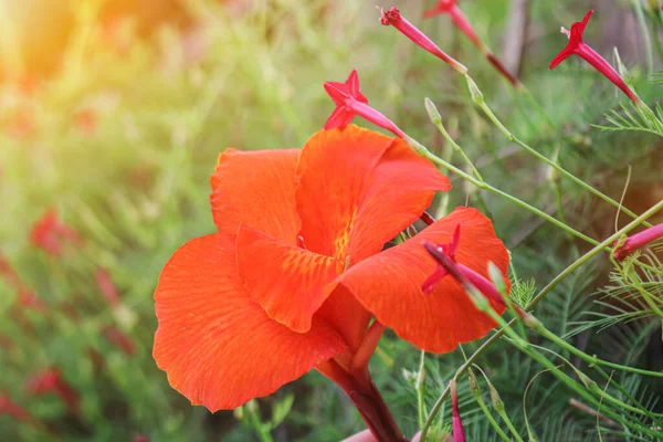 Kırmızı Canna Çiçekleri Arka Planda Asya Çiçeği Resmi — Stok fotoğraf
