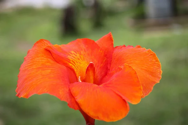 Красный Канна Цветы Фон Азия Цветок Изображения — стоковое фото