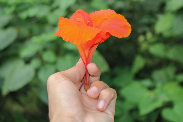 赤いカンナの花の背景アジアの花のイメージ — ストック写真