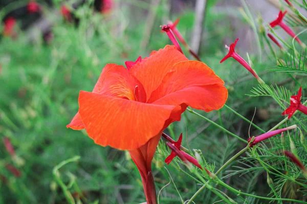 Kırmızı Canna Çiçekleri Arka Planda Asya Çiçeği Resmi — Stok fotoğraf