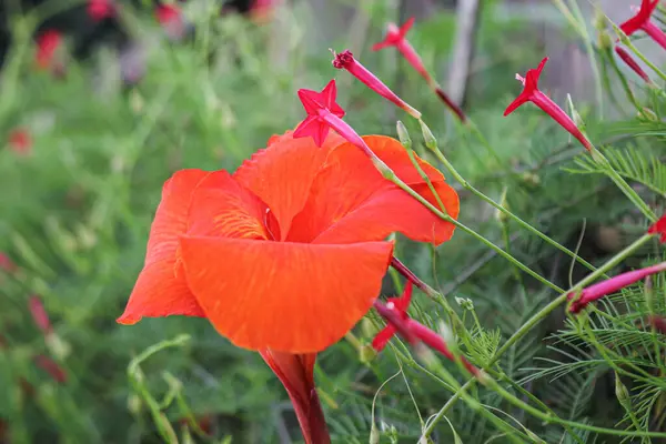 Красный Канна Цветы Фон Азия Цветок Изображения — стоковое фото