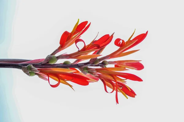 Flores Rojas Canna Aisladas Sobre Fondo Blanco — Foto de Stock