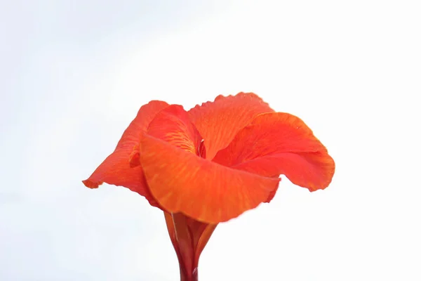 Flores Rojas Canna Aisladas Sobre Fondo Blanco — Foto de Stock