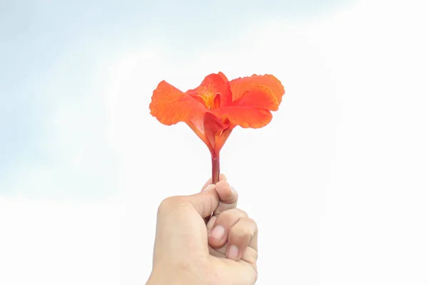 Flores Rojas Canna Aisladas Sobre Fondo Blanco — Foto de Stock