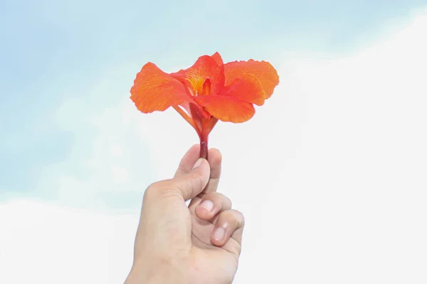 Flores Rojas Canna Aisladas Sobre Fondo Blanco — Foto de Stock