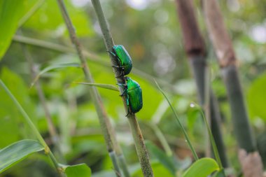 yeşil böcek, yenilmez böcek sevgililer günü görüntülerine aşık.
