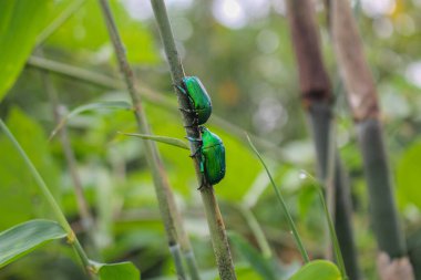 yeşil böcek, yenilmez böcek sevgililer günü görüntülerine aşık.