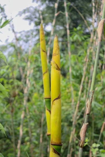 Bambu Filizleri Orman Doğasında Asya Ülkelerinde Popüler Yiyecekler — Stok fotoğraf