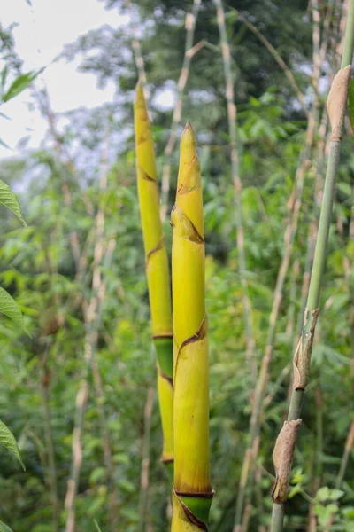 Bambu Filizleri Orman Doğasında Asya Ülkelerinde Popüler Yiyecekler — Stok fotoğraf